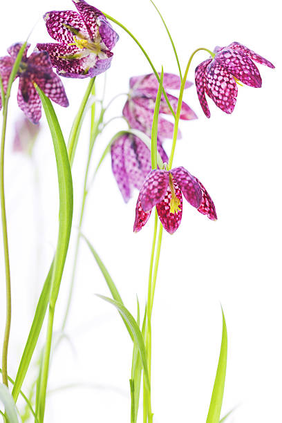 Snake's Head Fritillary (Fritillaria meleagris) over white