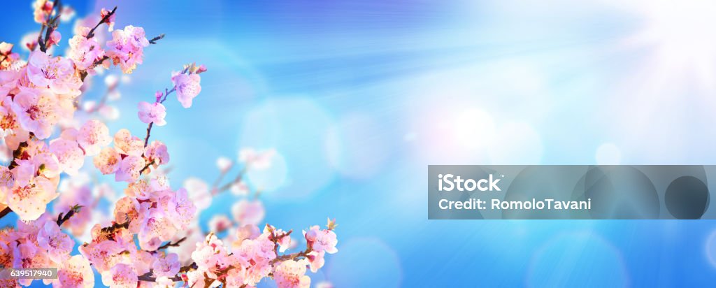 Frühling blühen - Mandelblüten mit Sonnenlicht am Himmel - Lizenzfrei Baumblüte Stock-Foto