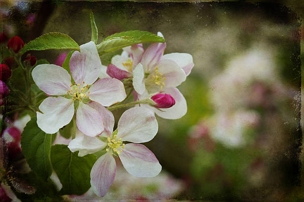 istock Blossom apples garden in the Spring 639518136