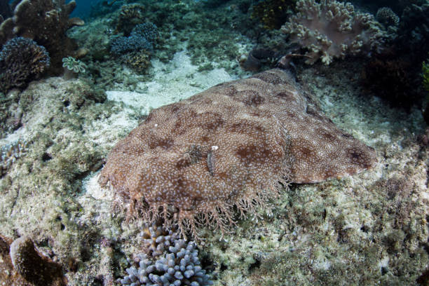 istock Wobbegong Shark on Seafloor 639518778