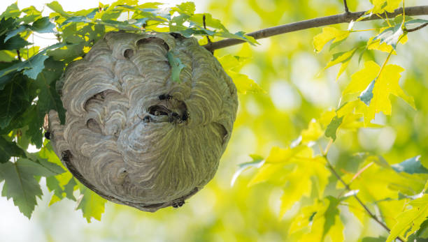 istock Wasp nest hanging overhead with wasps coming out. 639519154