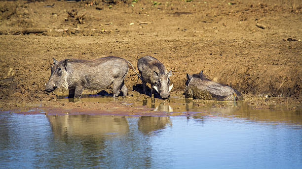 istock common warthog in Kruger National park, South Africa 639519792