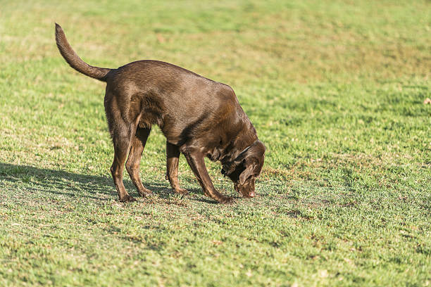 istock Dogs playing outdoor in the park. 639520744