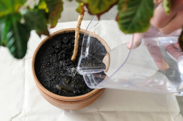 istock Replanting houseplant. 639520914