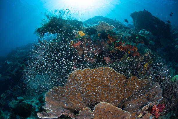 istock Reef Fish and Corals in Raja Ampat 639521936