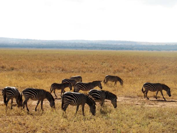 istock Zebras grazing in Africa 639522114