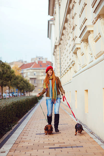 istock Sharing love and care with loved dachshund dogs 639523636