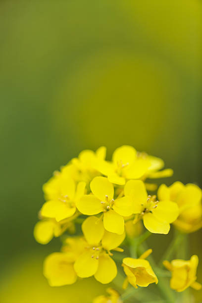 istock Close Up of Canola Flower in Spring 639524470