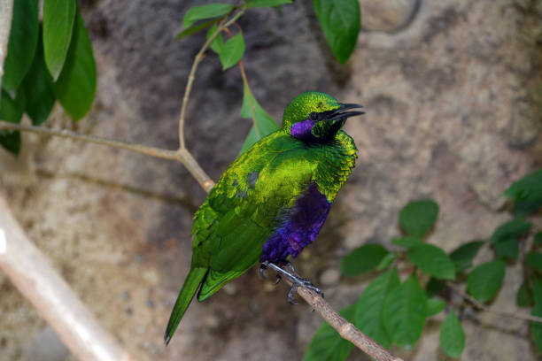 istock Emerald Starling Mouth Open 639525070