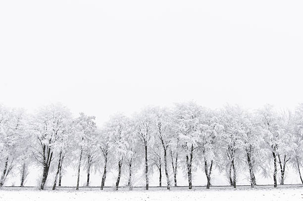 istock Alley of frosted trees 639525762