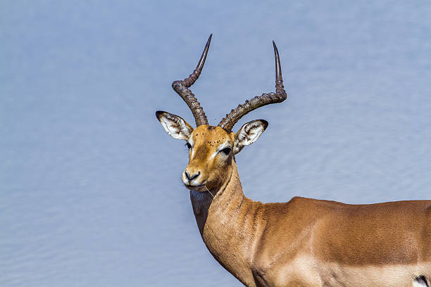 istock Impala in Kruger National park, South Africa 639527850
