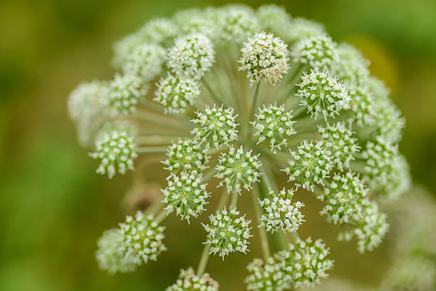 istock typical plant at iceland 639528052