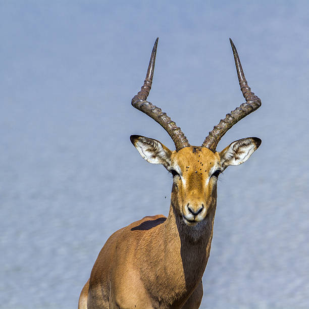 istock Impala in Kruger National park, South Africa 639528502