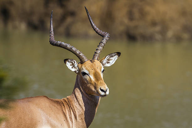 istock Impala in Kruger National park, South Africa 639529026