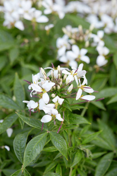 istock Cleome, white spider flower and leaves 639529218