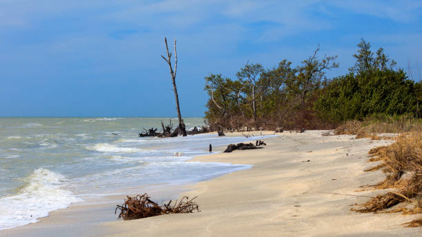 istock Idyllic and wild place at the same time, Sanibel Island 639529388