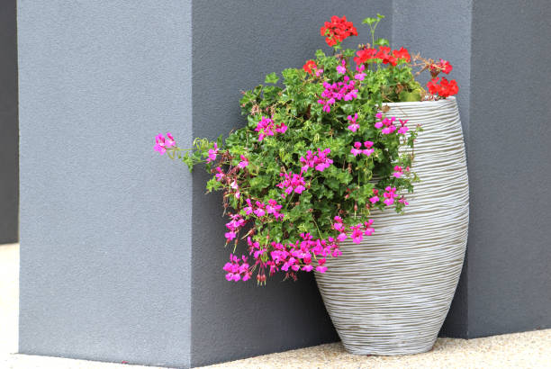 istock Flowers in white pot on render wall background 639531618