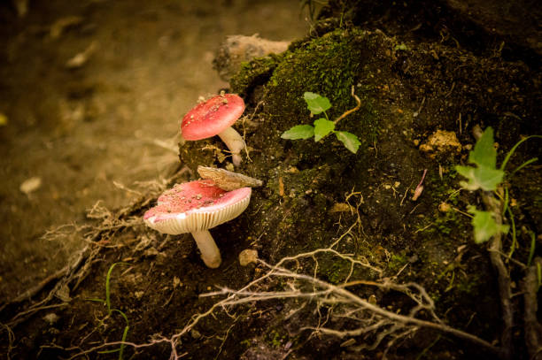 istock Fungus growing in the forest- Stock image 639531872