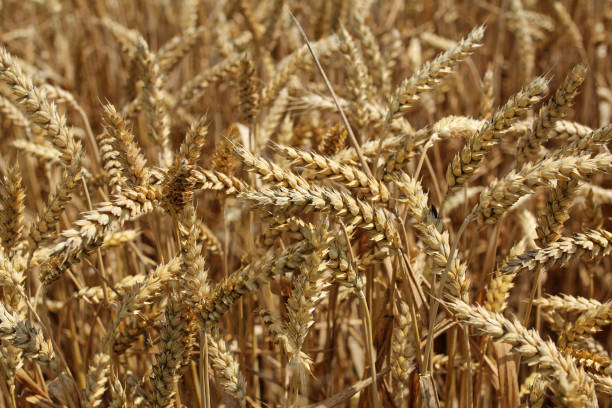 istock closeup of wheat ears 639533200