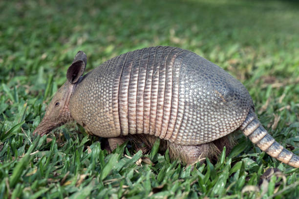 It is a mammal found in Central and South America. A strong shell protects the upper part of the animal's body, it consists of solid plates.