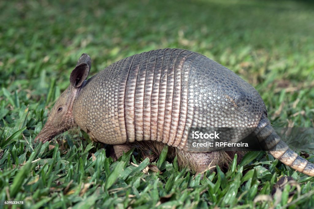Armadillo Searching For Food In The Field Stock Photo - Download Image Now  - Nine-banded Armadillo, Animal, Animal Shell - iStock