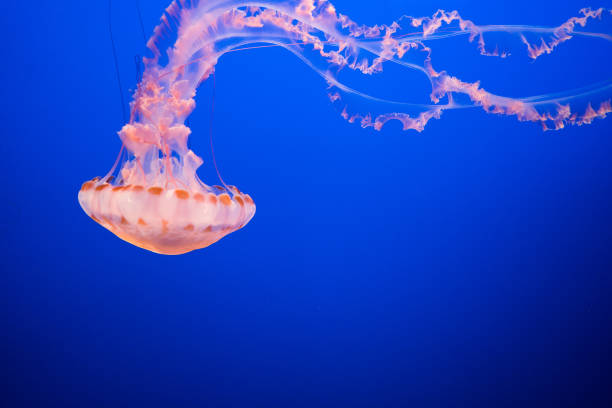 istock Live Jellyfish Swiming 639533604