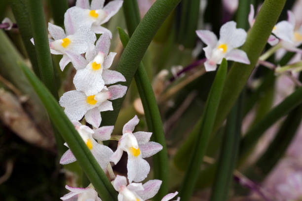 istock Bunch of white orchid on green background 639534504