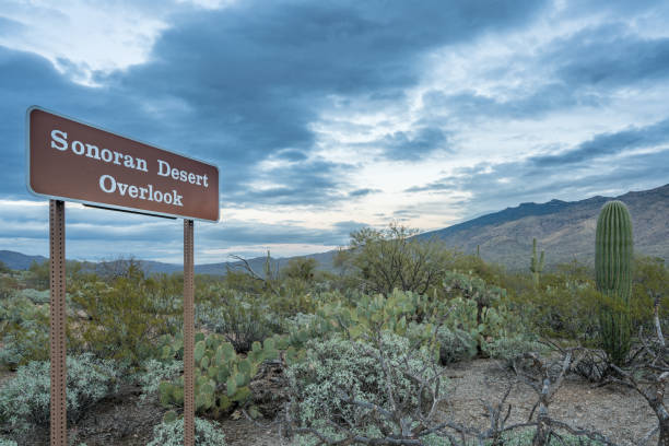 istock Dusk in Saguaro National Park Tucson 639536206