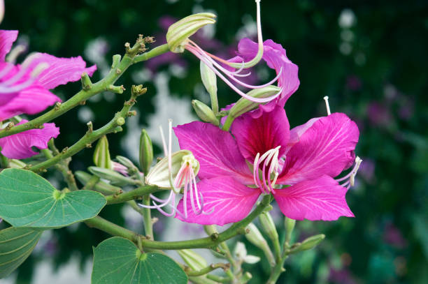 istock Brazilian orchid tree in bloom 639536436