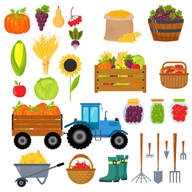 illustrazioni stock, clip art, cartoni animati e icone di tendenza di simboli di raccolta vettore isolato. - vegies corn dinner crop