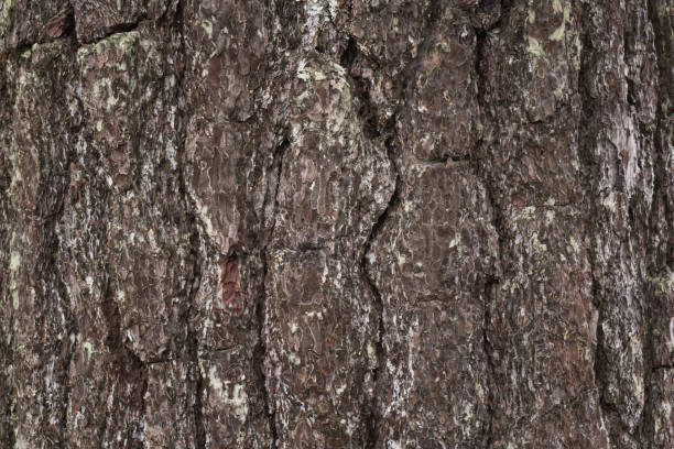 istock Bark textured, Pine of bark 639536762