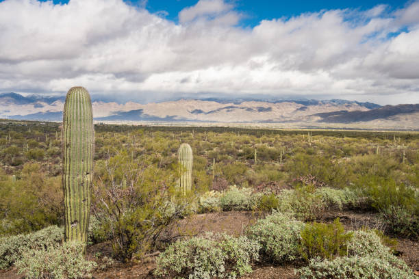 istock Storm by Saguaro National Park Tucson 639536942