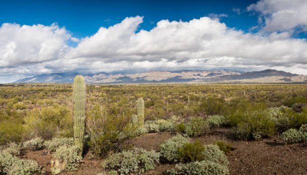 istock Storm by Saguaro National Park Tucson 639536998