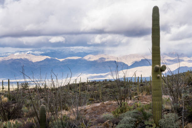 istock Storm by Saguaro National Park Tucson 639537100