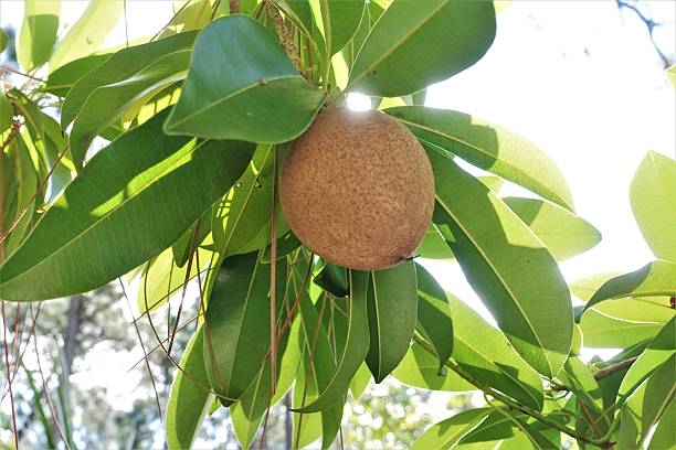 sapodilla-fruchtwächst auf baumzweig - zapota tree stock-fotos und bilder