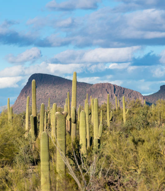 istock Crested Saguaro in National Park West Tucson 639538570