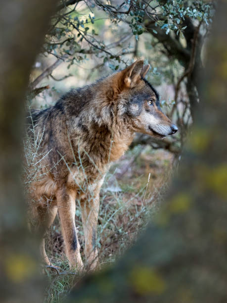 istock Male iberian wolf (Canis lupus signatus) hidden in the forest 639538574