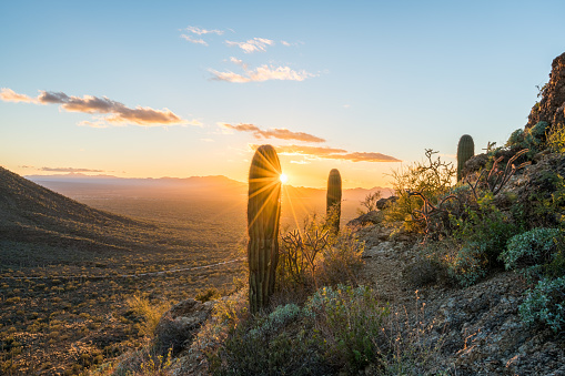 Saguaro cacti stand against setting sun at Gates Pass near Tucson Arizona