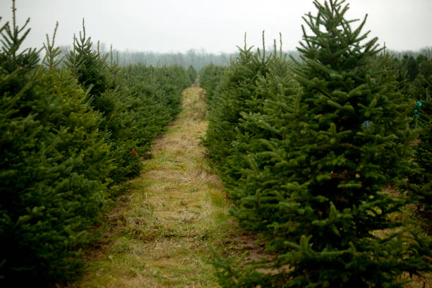 istock Field of Evergreens 639538674
