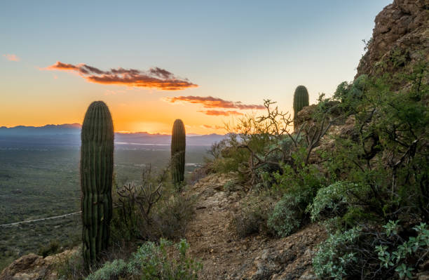 istock Sunset in Saguaro National Park West 639538680