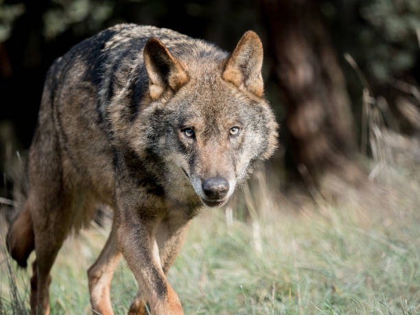 istock Male iberian wolf (Canis lupus signatus) stalking 639538836