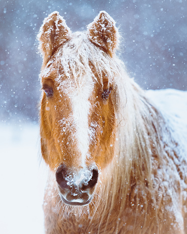A beautiful portrait of a reddish brown horse in  a winter snow storm with just her head, mane and front quarters visible. Horse is closeup with snow on her face and back. Snow is falling all around. No people in this high resolution color photograph with vertical composition.
