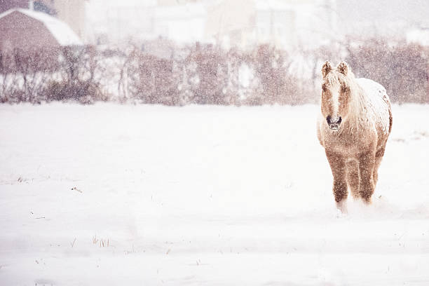 冬の馬は雪の嵐の中に立っています - winter agriculture ranch field ストックフォトと画像