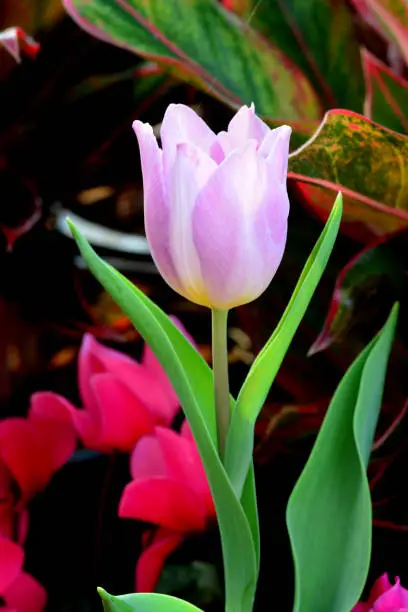 PinkTulip. Beautiful bouquet of tulips. colorful tulips. tulips in spring,colourful tulip