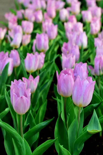 PinkTulip. Beautiful bouquet of tulips. colorful tulips. tulips in spring,colourful tulip