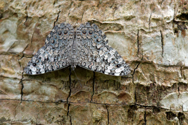 SAO PAULO, SP, BRAZIL -  FEBRUARY 17, 2015 - Gray cracker or grey cracker, Hamadryas februa, butterfly of the Nymphalidae family distributed by the Tropical America