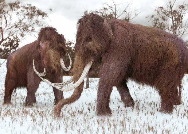 illustrations, cliparts, dessins animés et icônes de mammouths laineux broutant dans la neige - pliocene