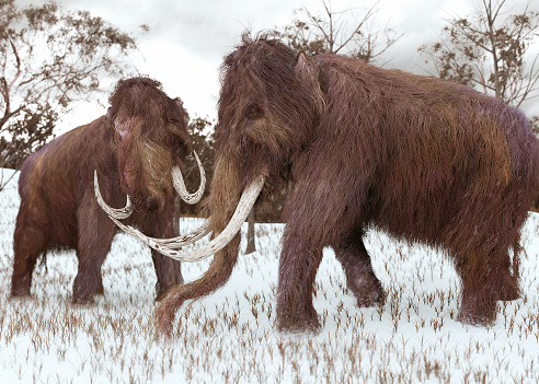 A 3-D illustration of two Woolly Mammoths grazing in a snow-covered grassy field during the ice age (45,000 years ago).