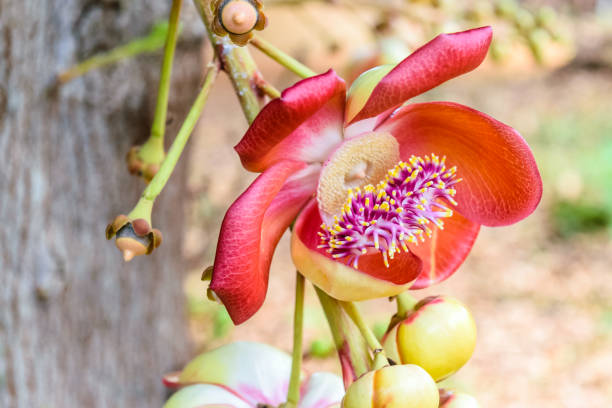 istock Sal flower or Cannon Ball 639540398