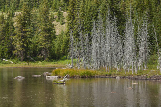 istock Skeleton Trees at Picklejar Lakes 639541836